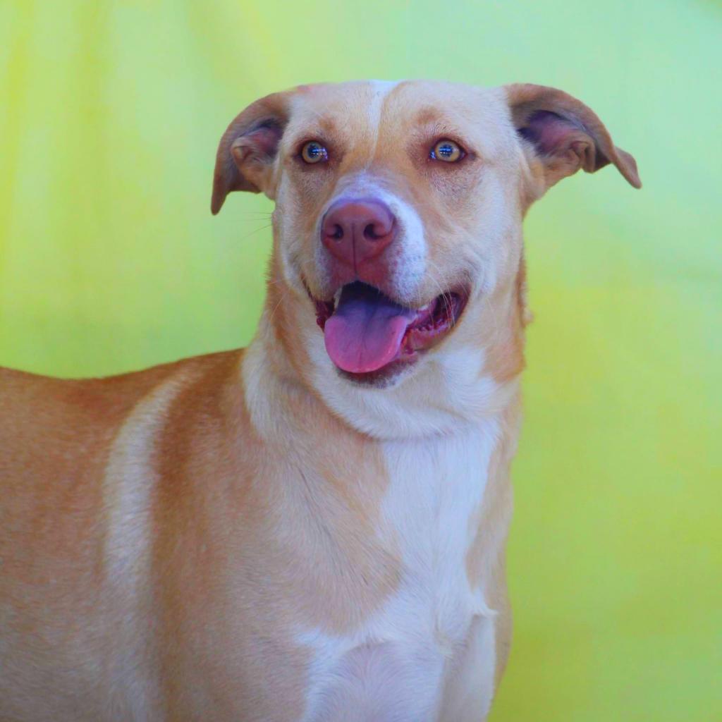 Allie JR*, Adult Female Yellow Labrador Retriever
