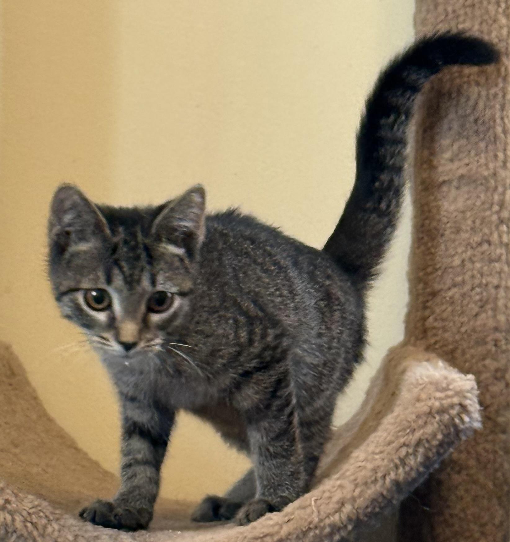 Enlarge Catrick Swayze, a Adopted Domestic Short Hair in Garden City, MI image 2/4