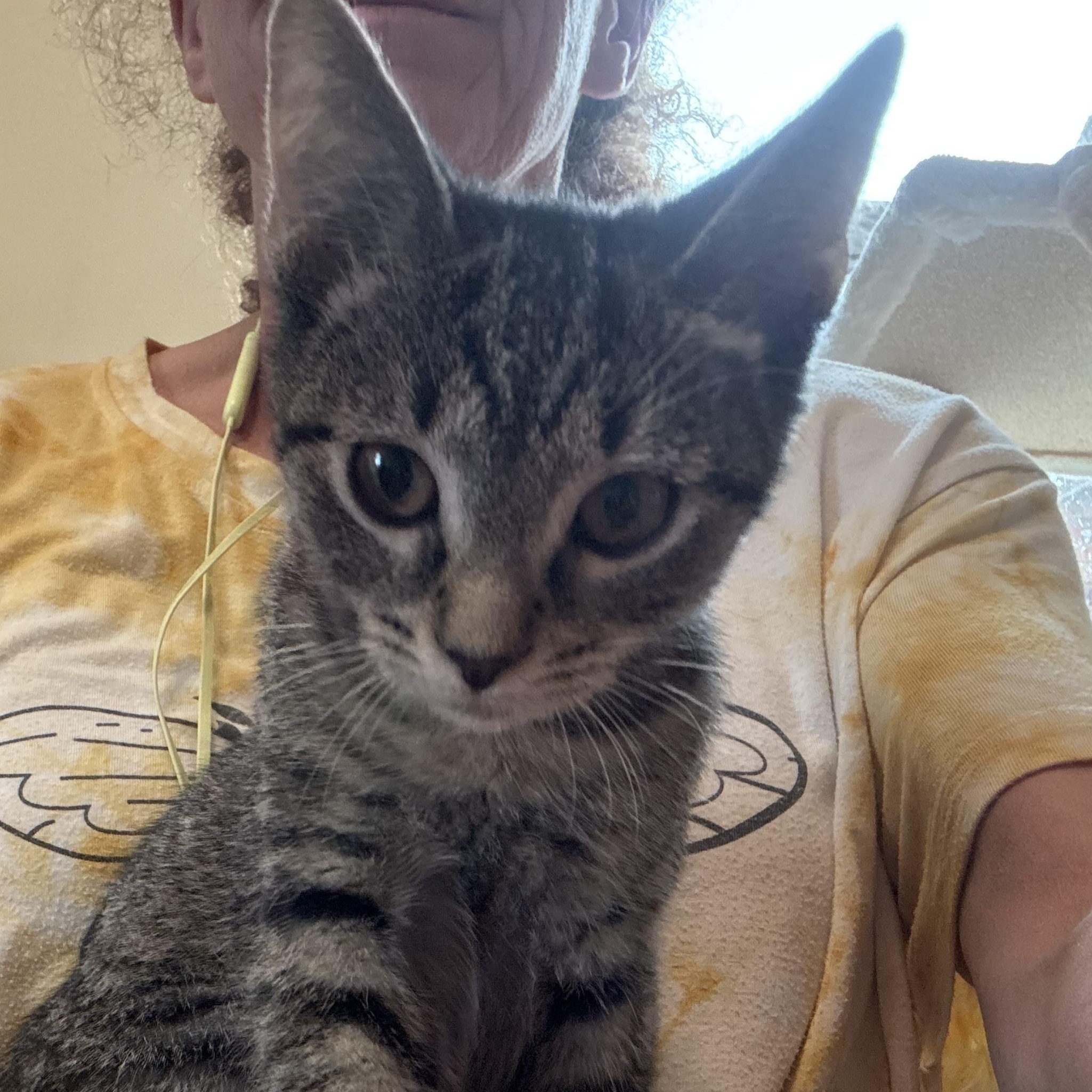 Enlarge Catrick Swayze, a Adopted Domestic Short Hair in Garden City, MI image 4/4