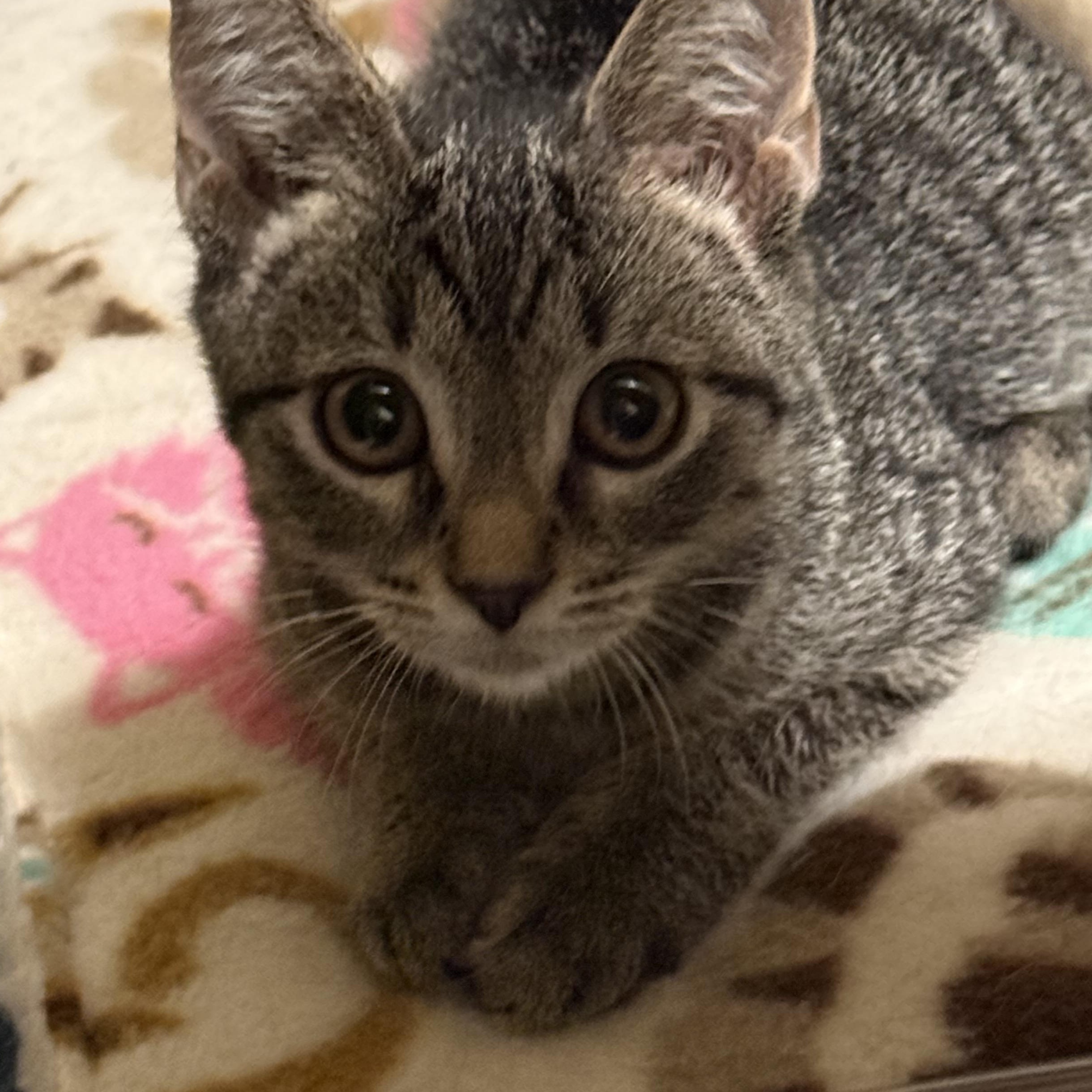 Enlarge Catrick Swayze, a Adopted Domestic Short Hair in Garden City, MI image 1/4