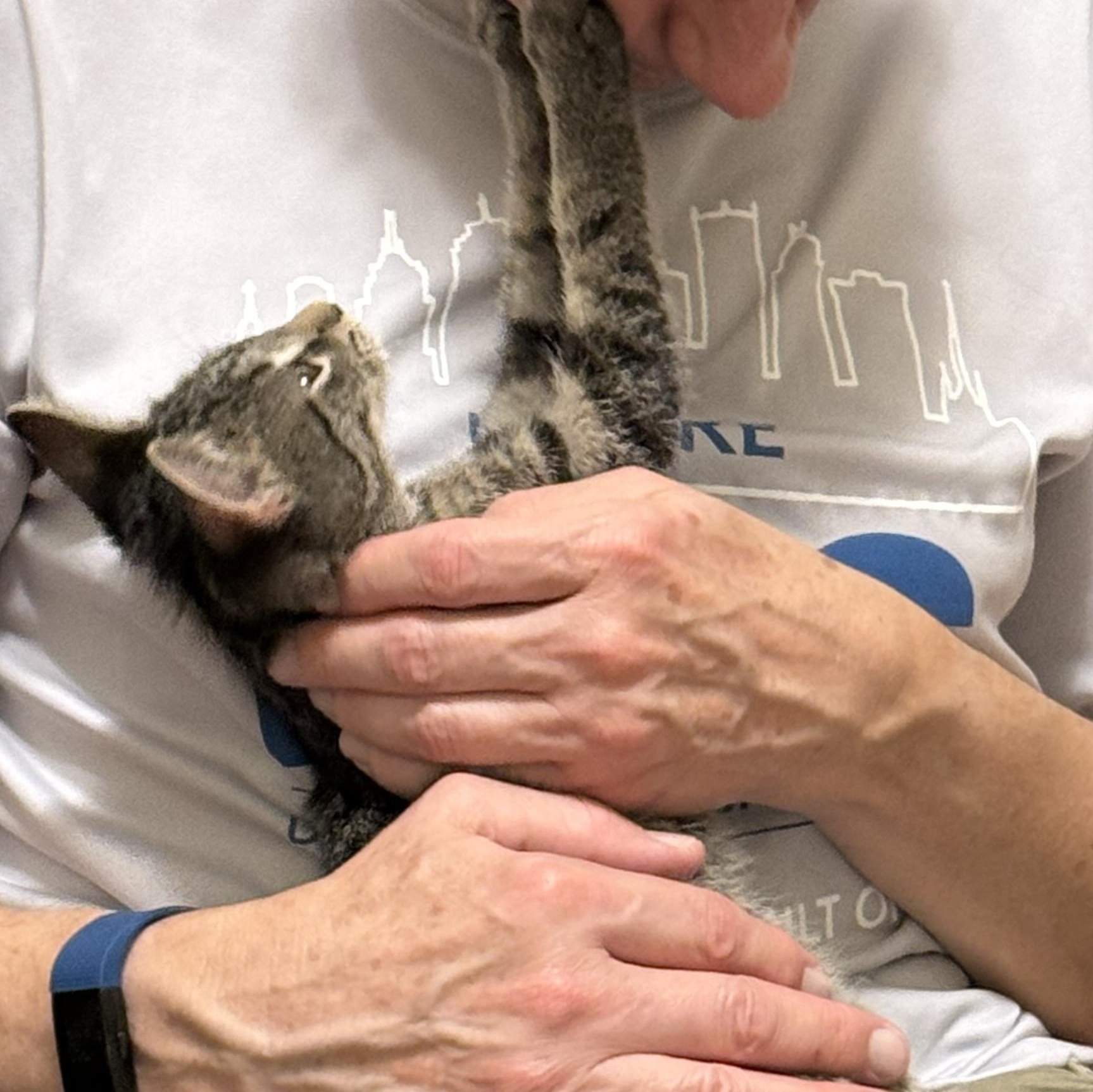 Enlarge Catrick Swayze, a Adopted Domestic Short Hair in Garden City, MI image 3/4