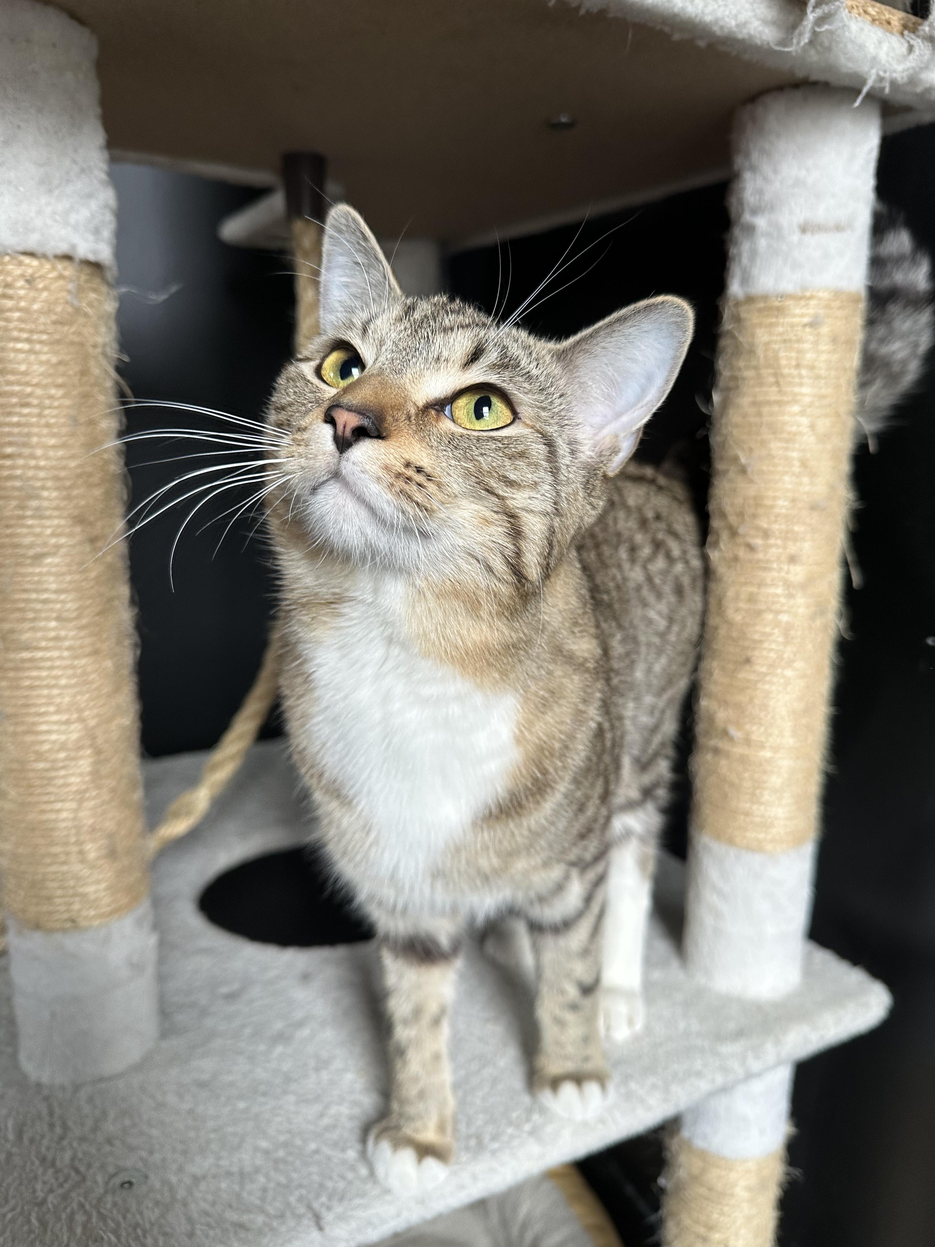 Reggie, adopted, Young Male Domestic Short Hair.