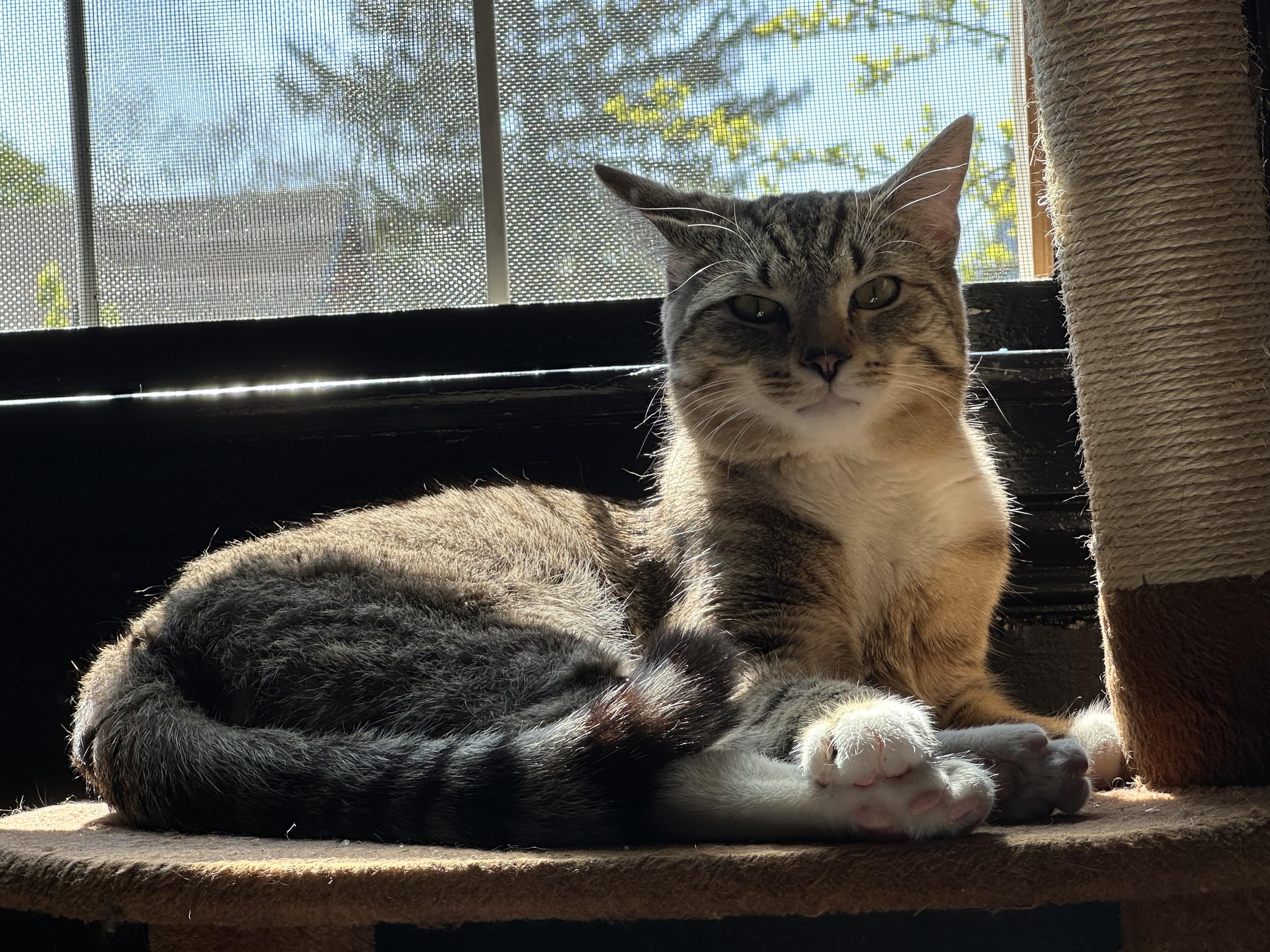 Enlarge Reggie, an adopted Domestic Short Hair in Detroit, MI image 3/5