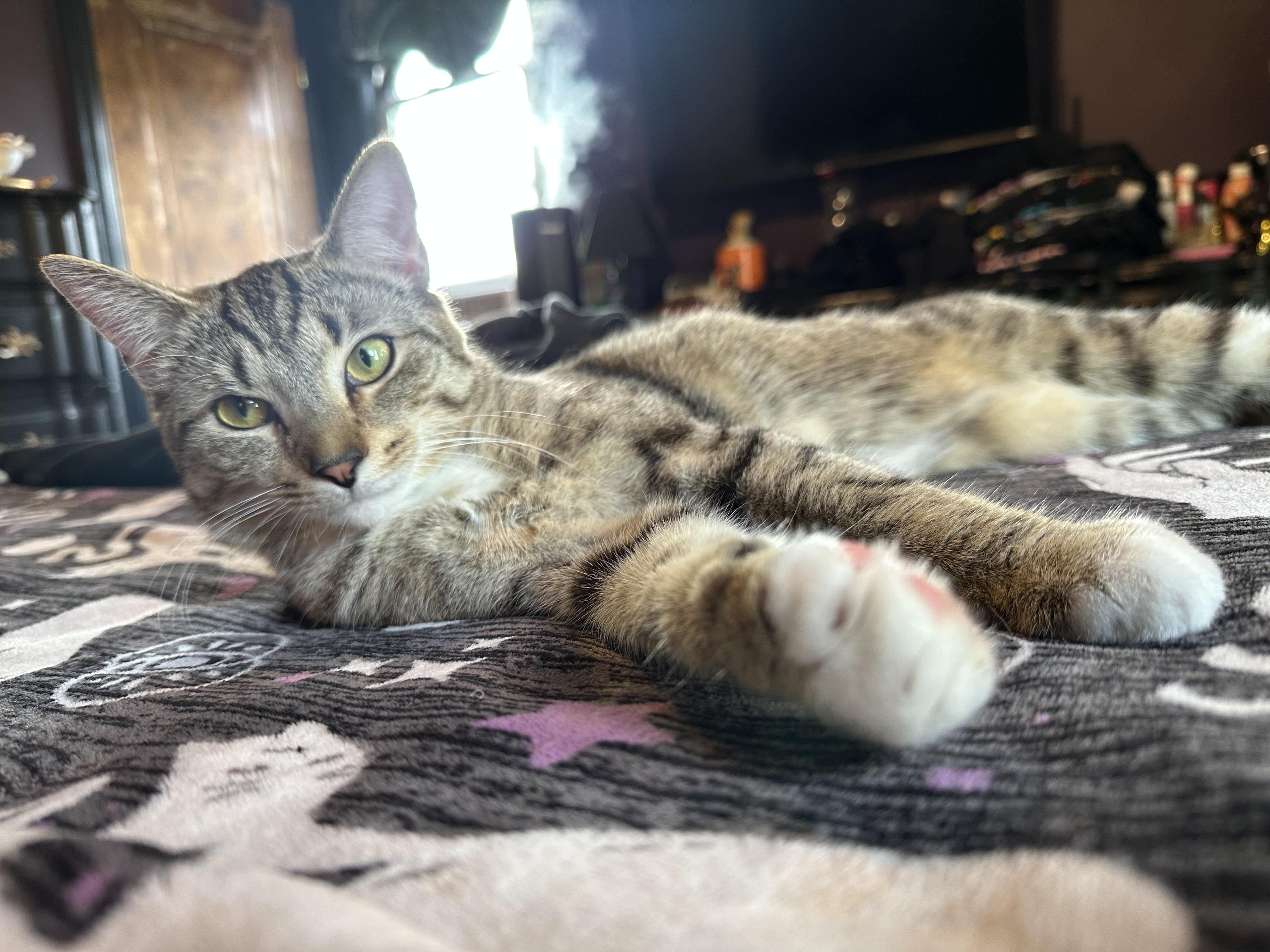 Enlarge Reggie, an adopted Domestic Short Hair in Detroit, MI image 2/5