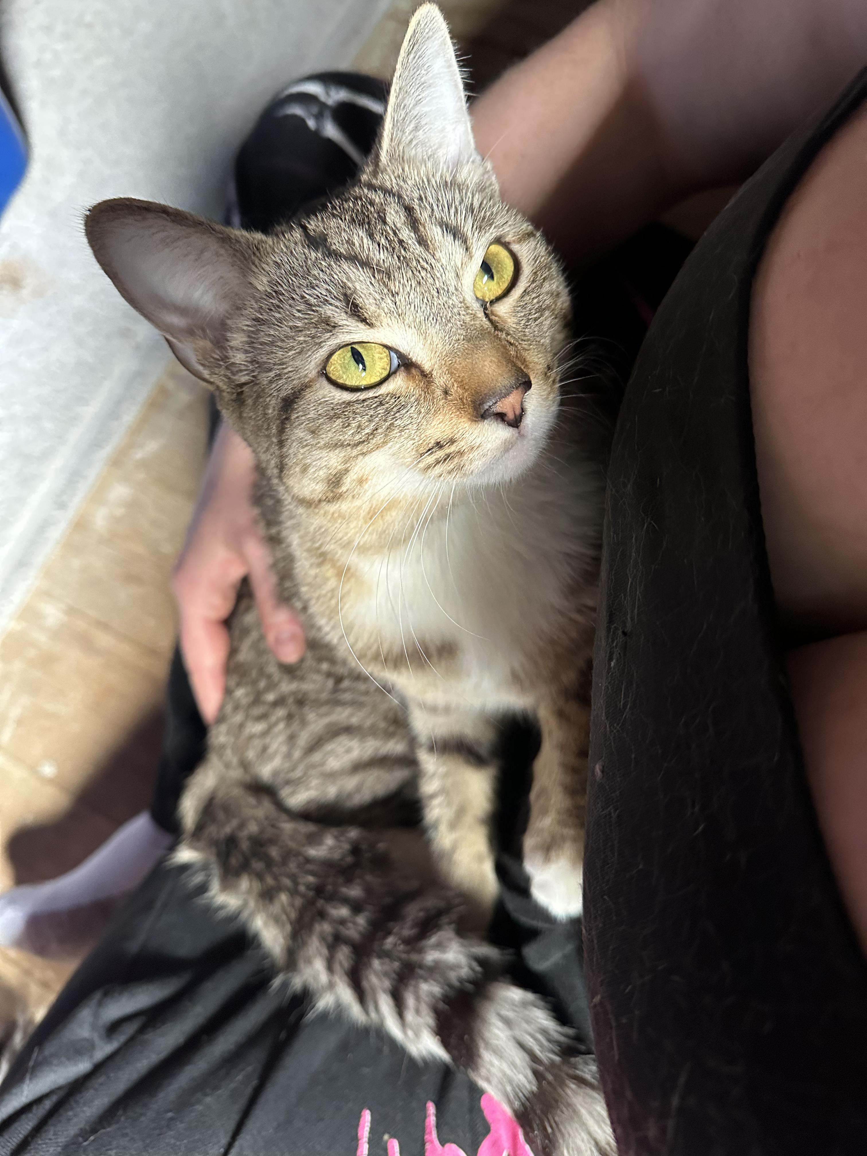 Enlarge Reggie, an adopted Domestic Short Hair in Detroit, MI image 5/5