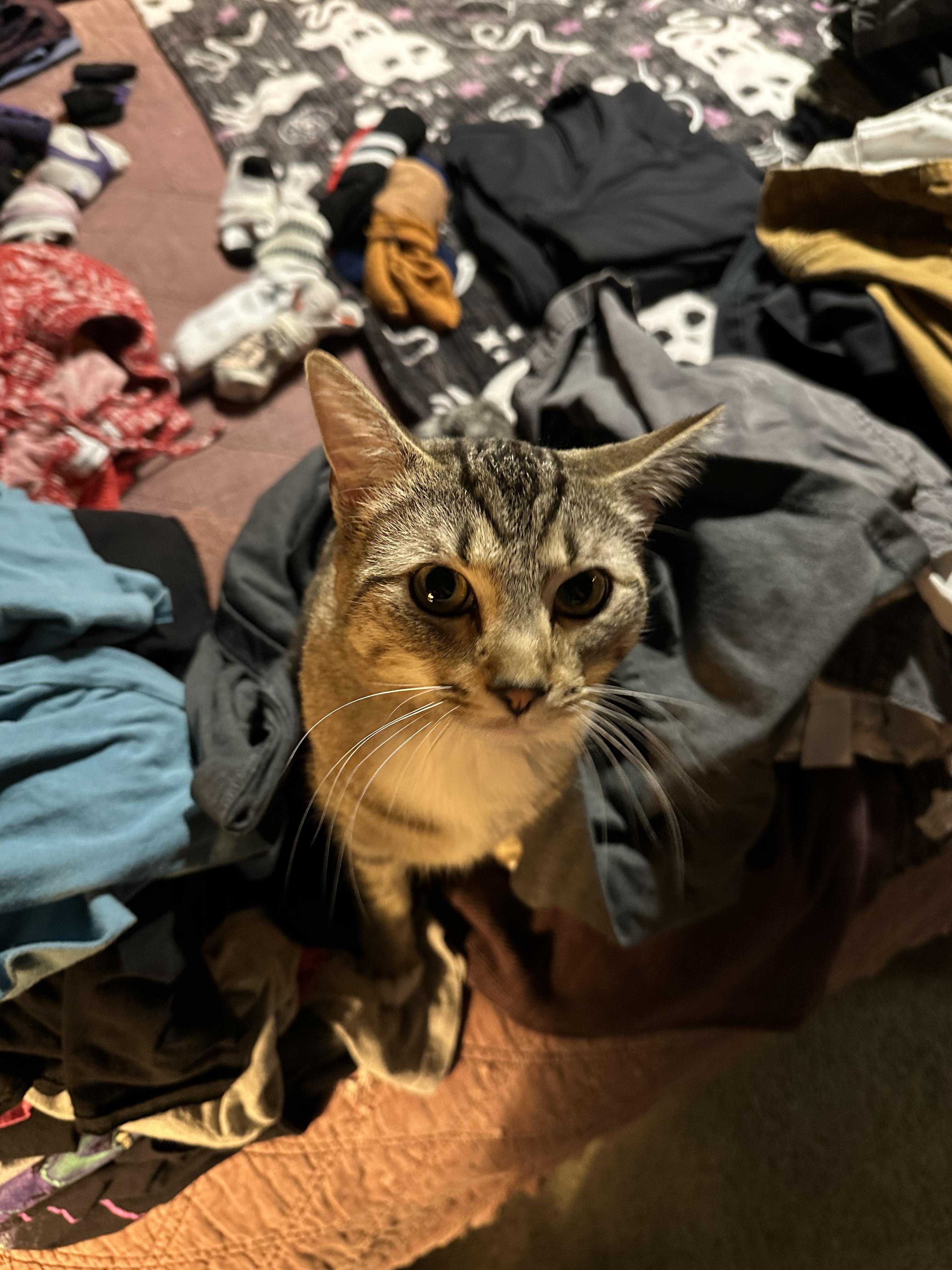 Enlarge Reggie, an adopted Domestic Short Hair in Detroit, MI image 4/5