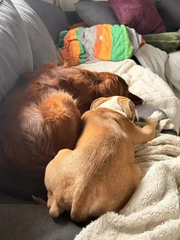 Enlarge Romeo, a Adoptable mixed breed in Grand Rapids, MI image 1/5