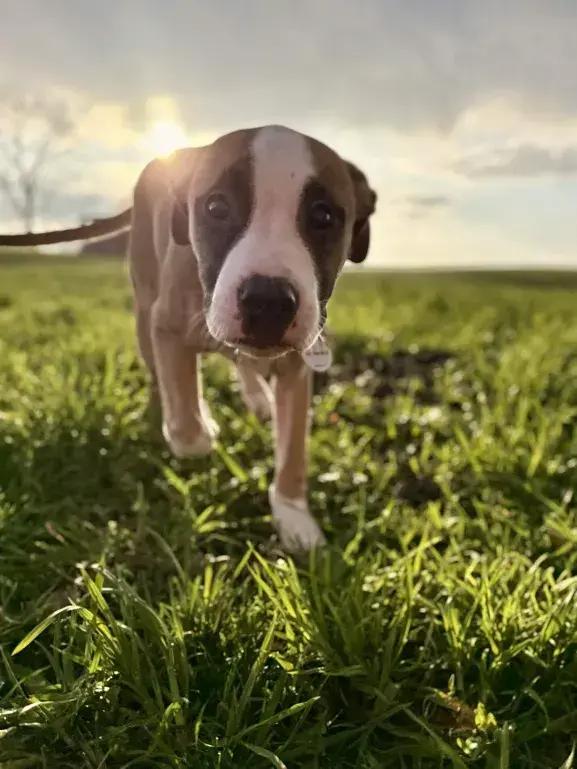 Enlarge Romeo, a Adoptable mixed breed in Grand Rapids, MI image 2/5