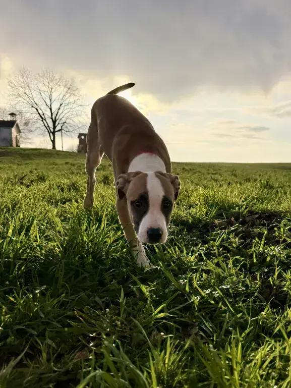 Enlarge Romeo, a Adoptable mixed breed in Grand Rapids, MI image 3/5