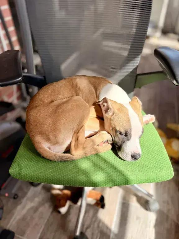 Enlarge Romeo, a Adoptable mixed breed in Grand Rapids, MI image 4/5