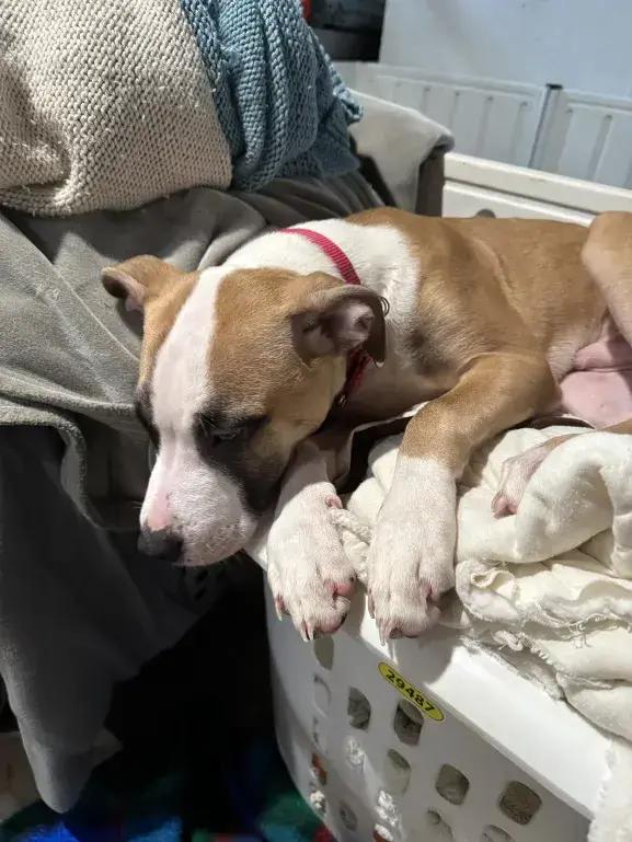 Enlarge Romeo, a Adoptable mixed breed in Grand Rapids, MI image 5/5