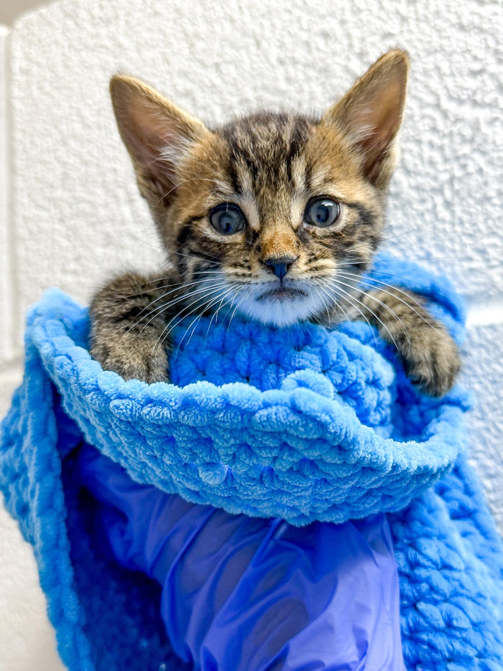 Tapioca, Adoptable, Kitten Female Domestic Short Hair.