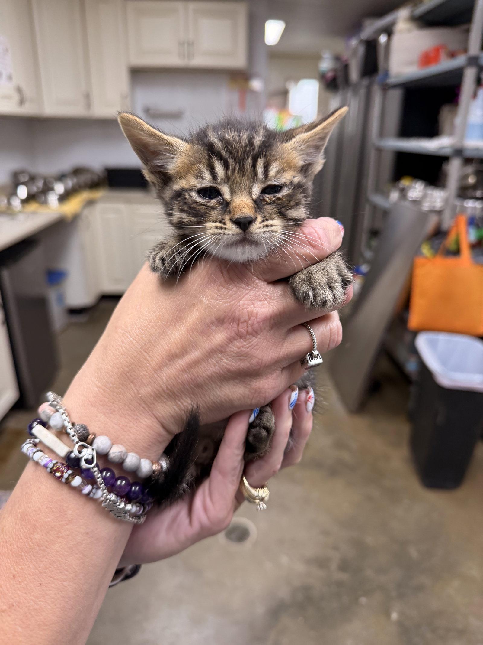Enlarge Tapioca, a Adoptable Domestic Short Hair in Sanford, NC image 2/2