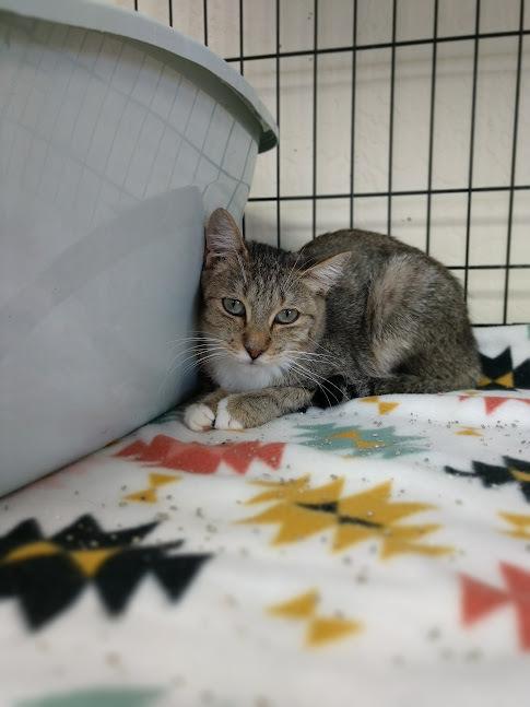 Flower, Adoptable, Adult Female Tabby.