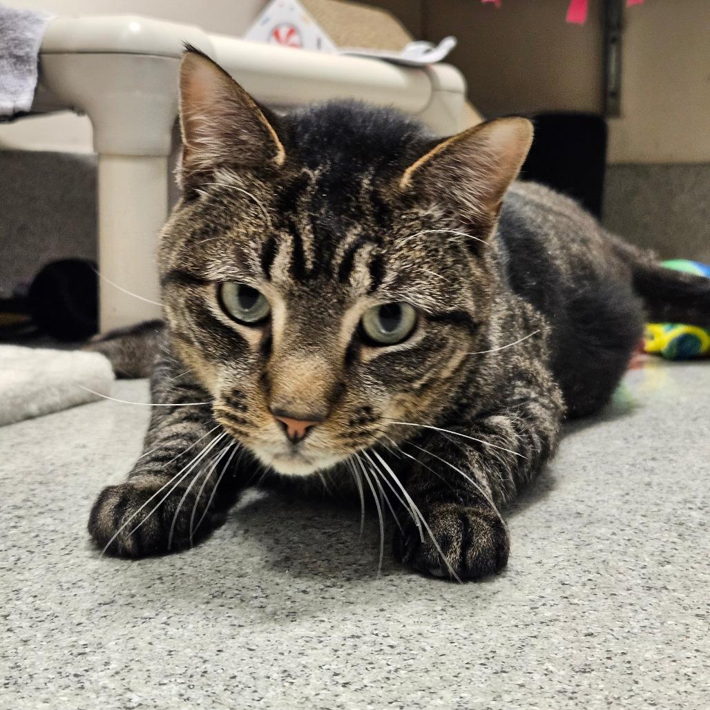 Charlie, Adoptable, Adult Male Domestic Short Hair & Mixed Breed.