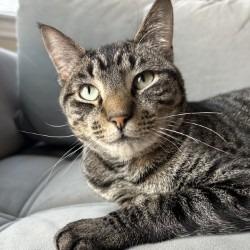 Charlie, a Adoptable mixed breed in Chicago, IL image 4/6