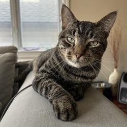 Charlie, a Adoptable mixed breed in Chicago, IL image 6/6