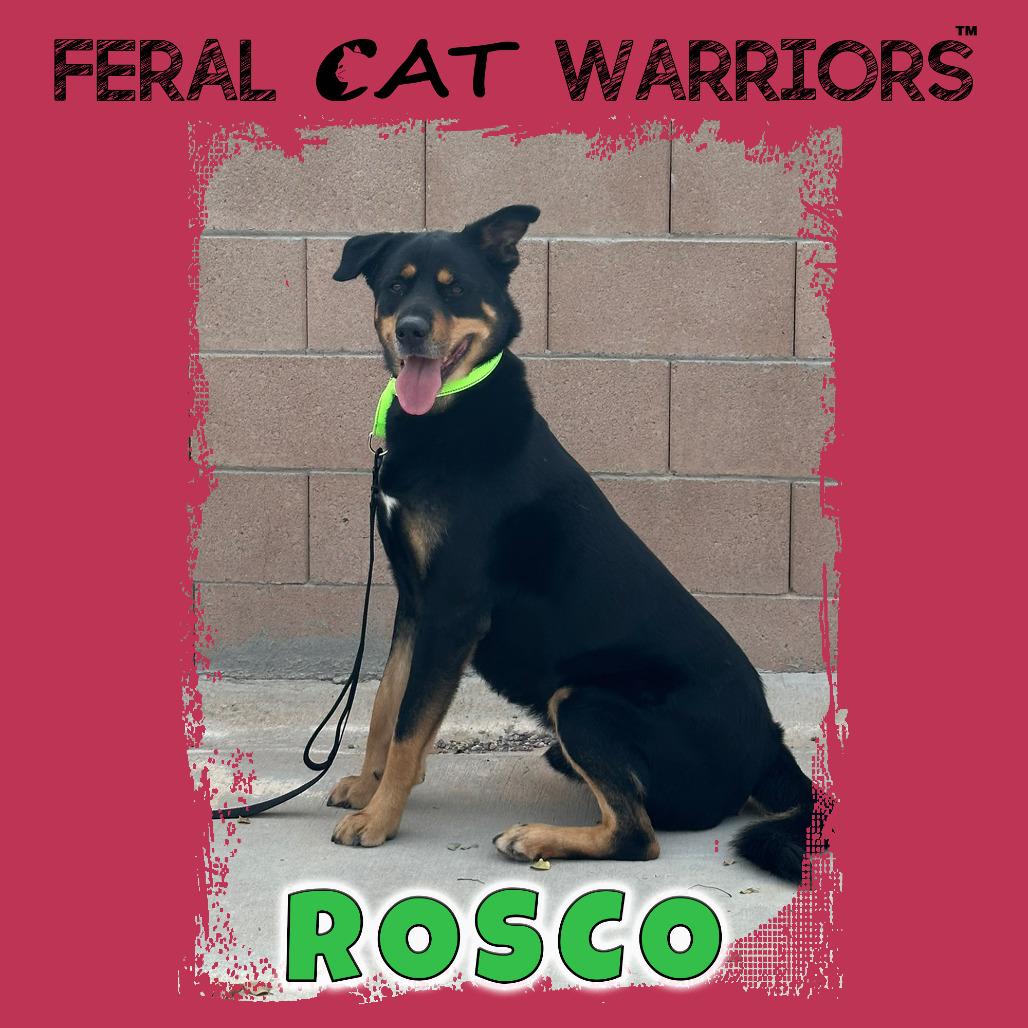 Enlarge Rosco, a Adoptable mixed breed in Kingman, AZ image 1/6
