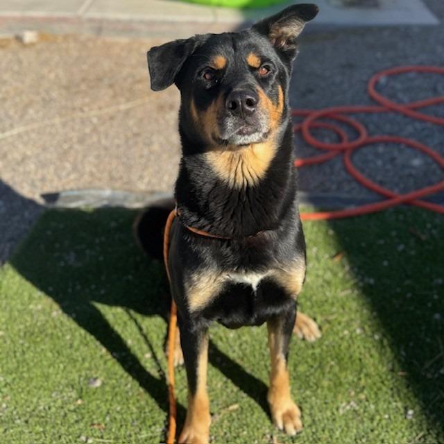 Enlarge Rosco, a Adoptable mixed breed in Kingman, AZ image 2/6