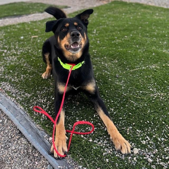 Enlarge Rosco, a Adoptable mixed breed in Kingman, AZ image 3/6