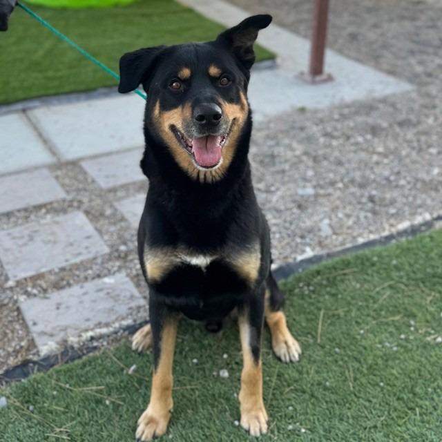 Enlarge Rosco, a Adoptable mixed breed in Kingman, AZ image 6/6