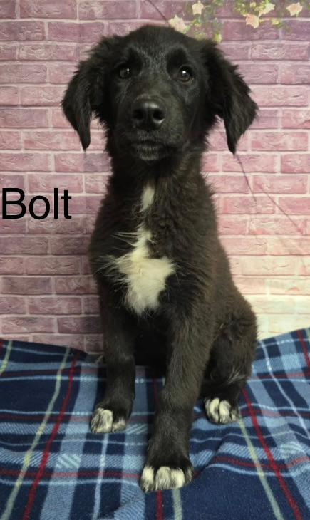 Bolt, adopted, Young Male Labrador Retriever.
