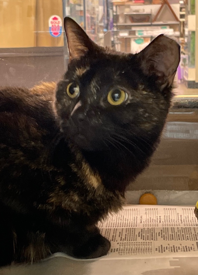 Enlarge Chelsea, a Adoptable mixed breed in Turnersville, NJ image 2/3