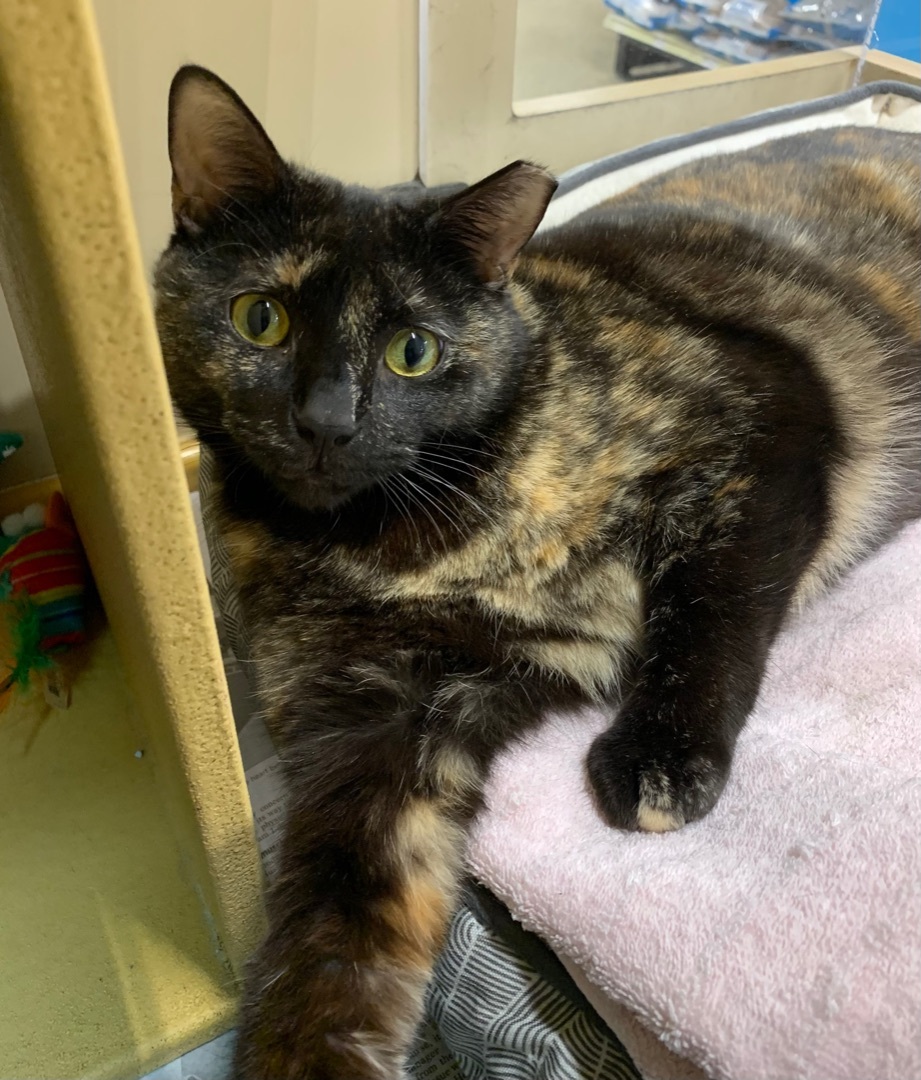 Enlarge Chelsea, a Adoptable mixed breed in Turnersville, NJ image 3/3