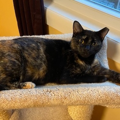 Enlarge Chelsea, a Adoptable mixed breed in Turnersville, NJ image 1/3