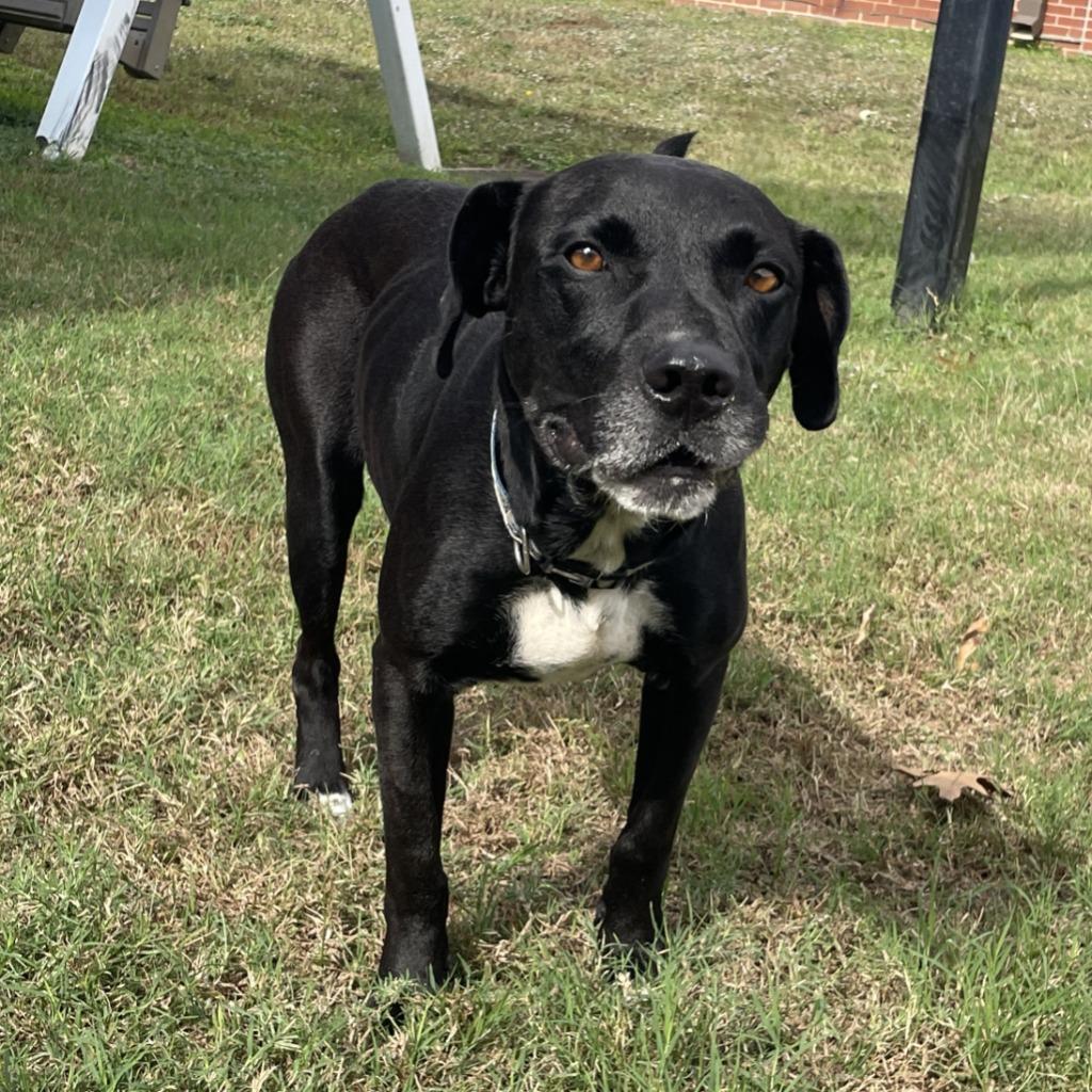 Enlarge Levi, a Adoptable mixed breed in Brenham, TX image 4/6