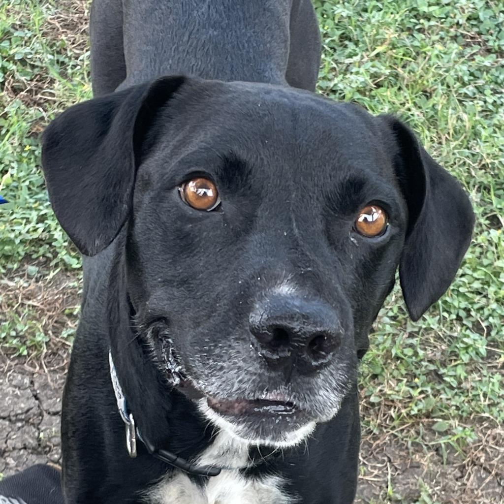 Enlarge Levi, a Adoptable mixed breed in Brenham, TX image 1/6