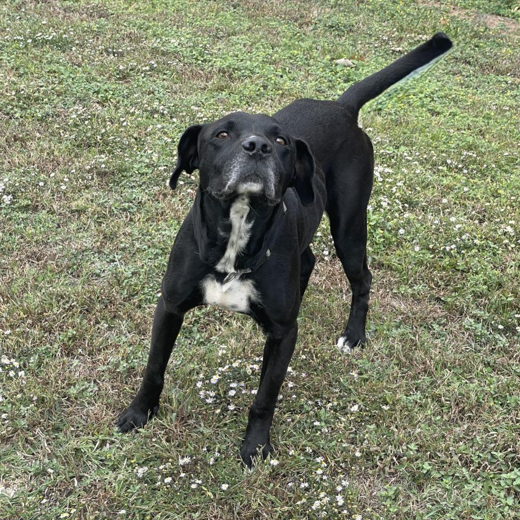 Enlarge Levi, a Adoptable mixed breed in Brenham, TX image 6/6