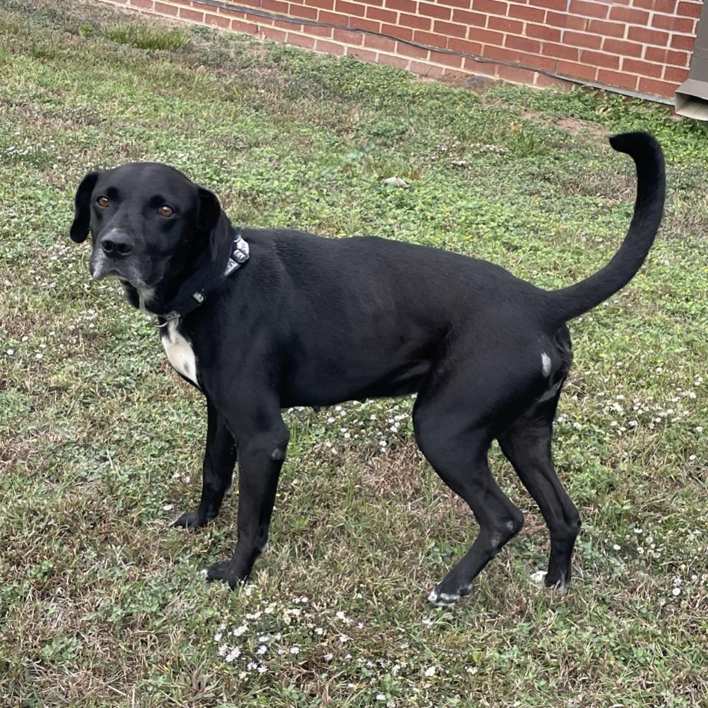 Levi, a Adoptable mixed breed in Brenham, TX image 4/6