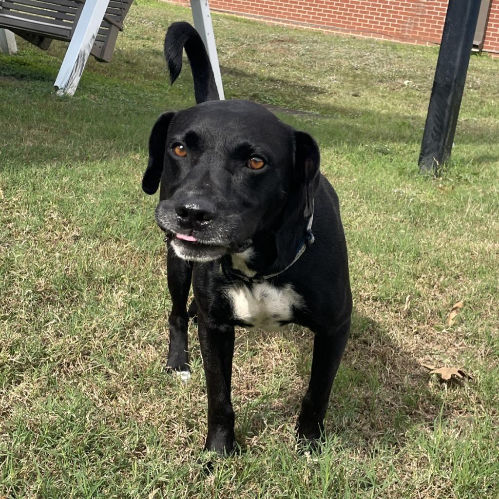 Levi, a Adoptable mixed breed in Brenham, TX image 6/6