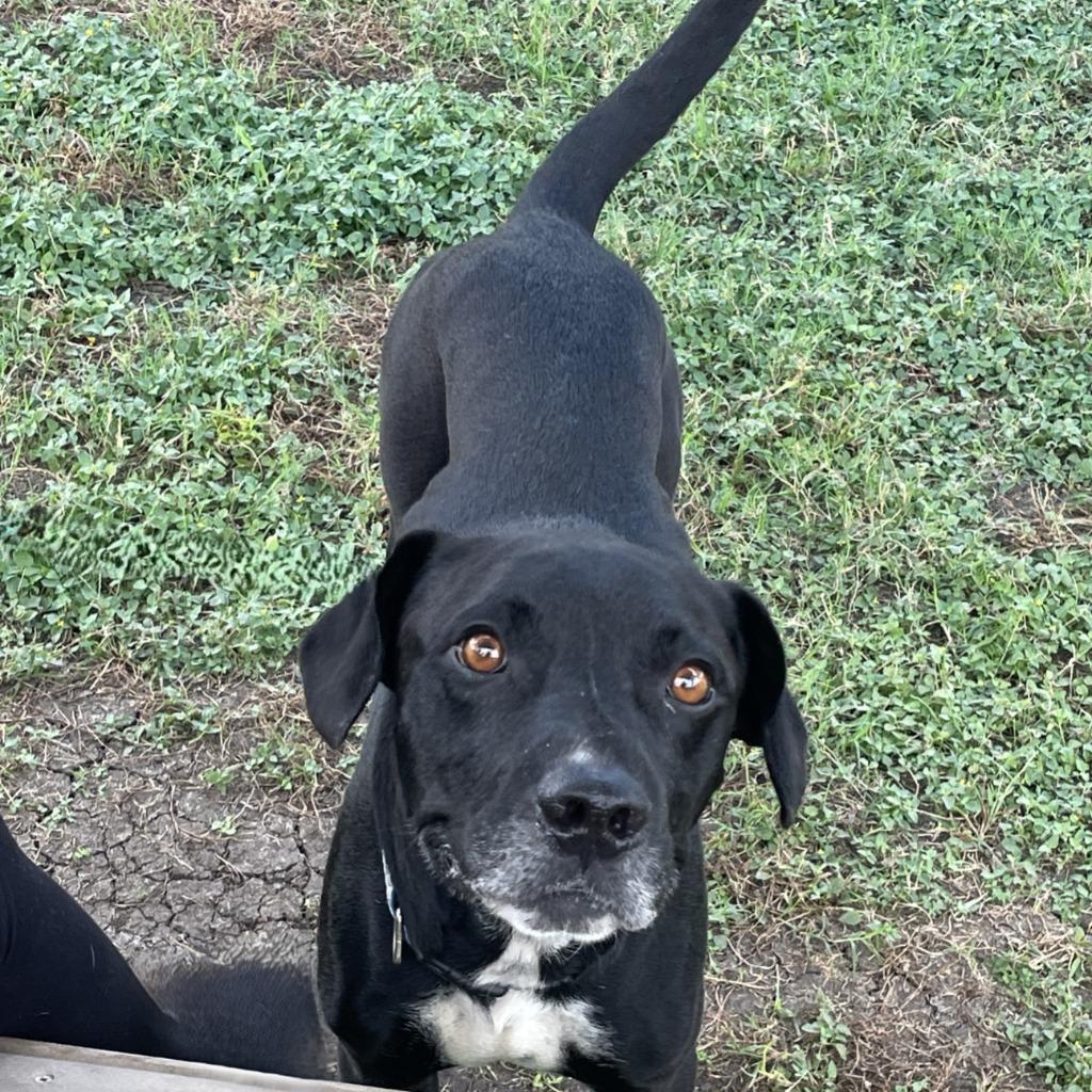 Enlarge Levi, a Adoptable mixed breed in Brenham, TX image 5/6