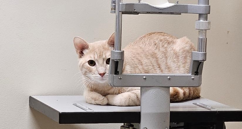 Kitty Tabby amd Kitty Orange are in!