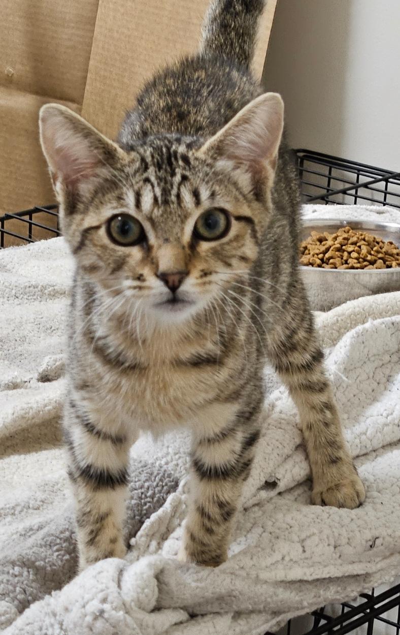 Kitty Tabby amd Kitty Orange are in!