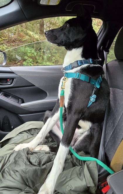 Shadow, a Adoptable mixed breed in Seattle, WA image 3/3