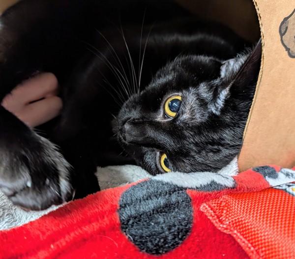 Lazlo, a Adoptable mixed breed in Sechelt, BC image 3/4