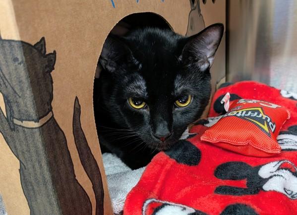 Lazlo, a Adoptable mixed breed in Sechelt, BC image 4/4