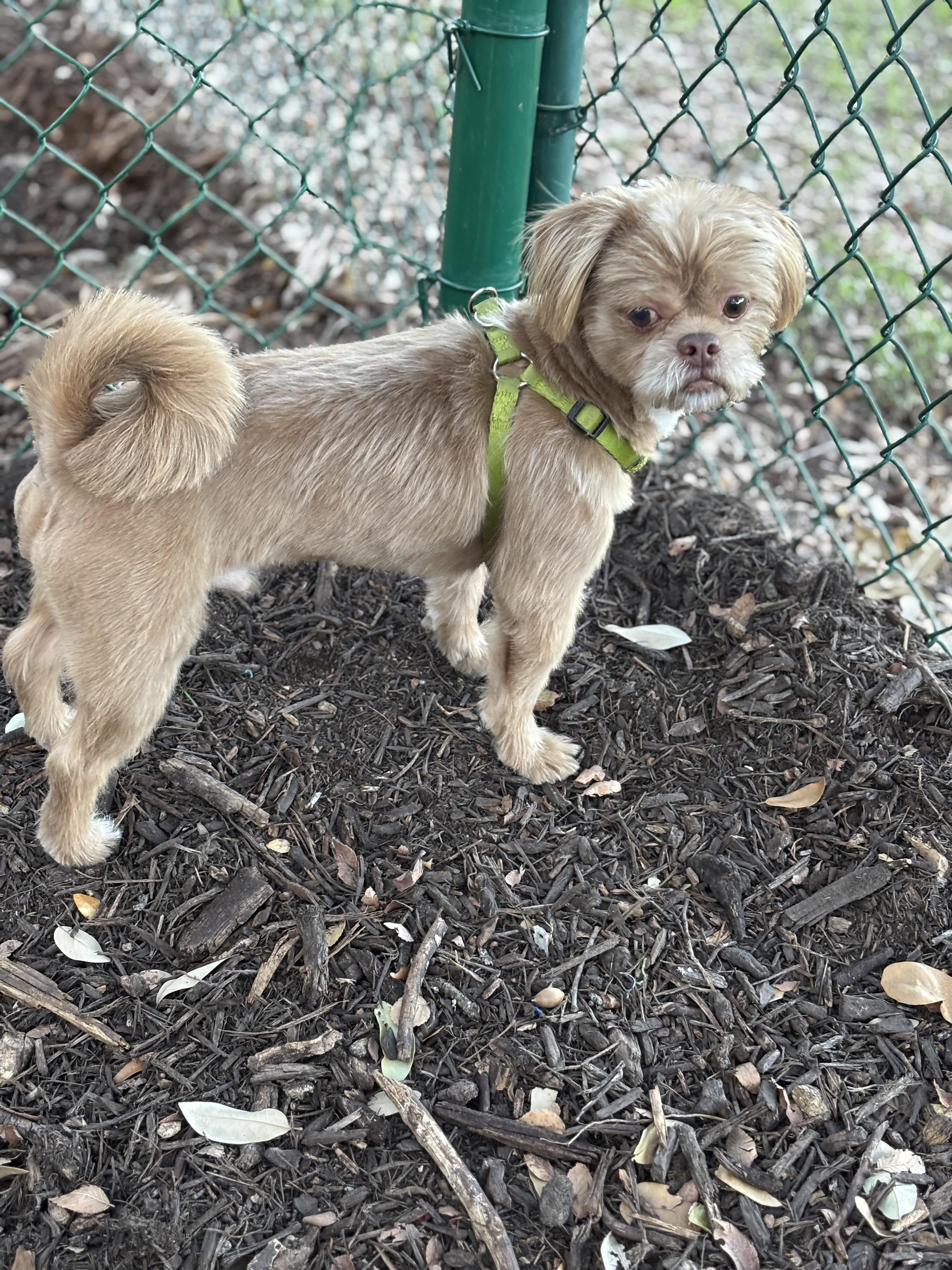 Enlarge Toby, a Adoptable Shih Tzu in Austin, TX image 2/3