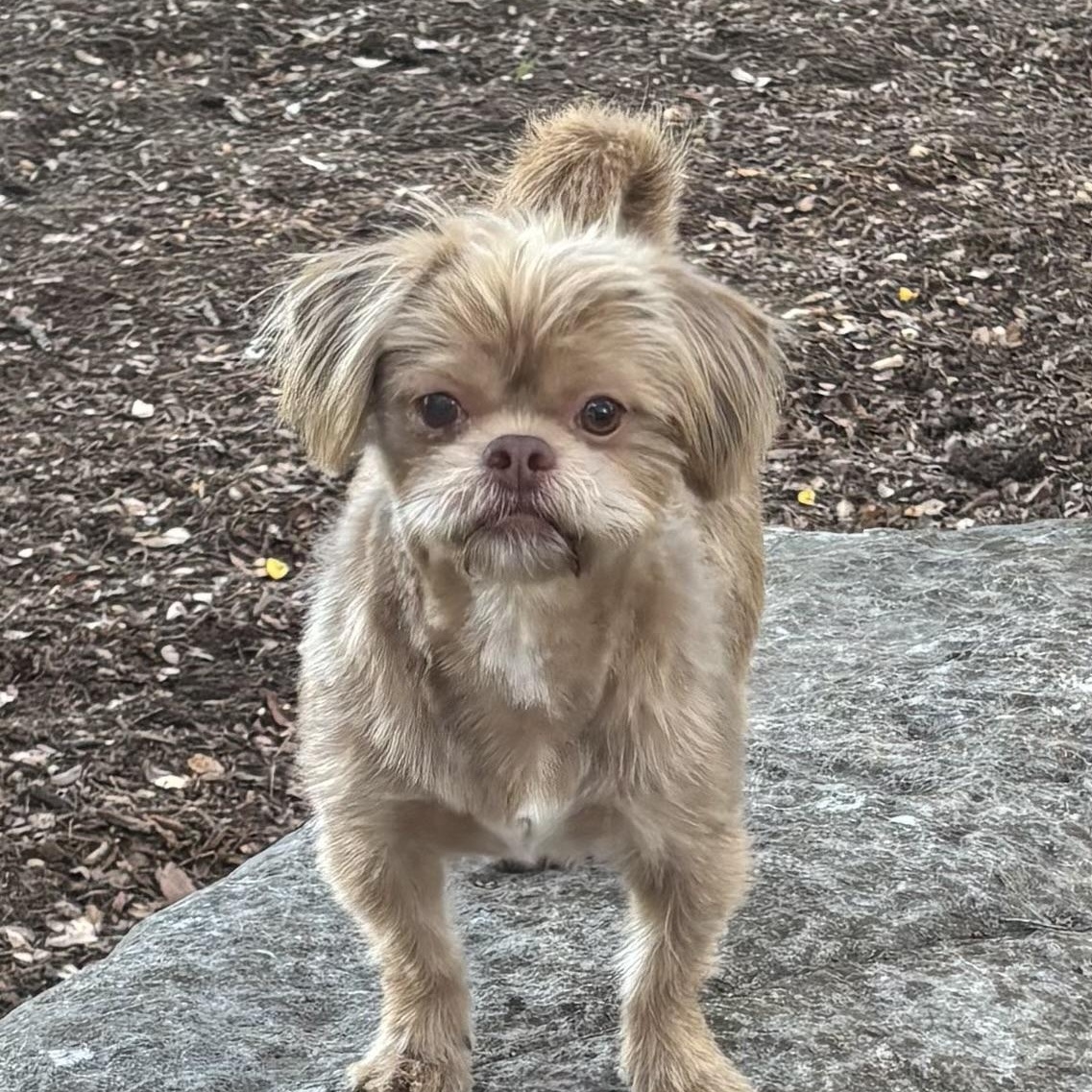 Toby, Adoptable, Young Male Shih Tzu.