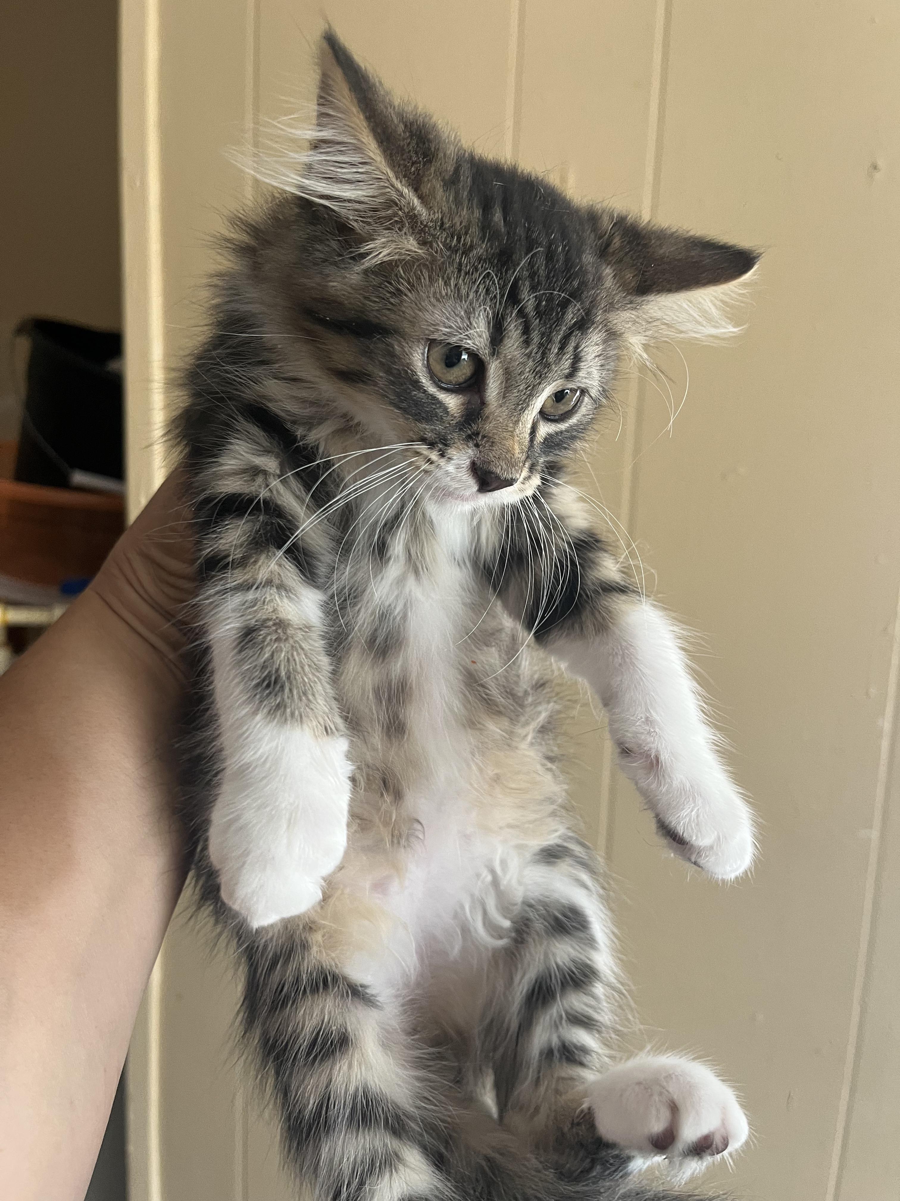 Enlarge Cutesy Bootsy, a Adoptable Domestic Medium Hair in Memphis, TN image 1/1