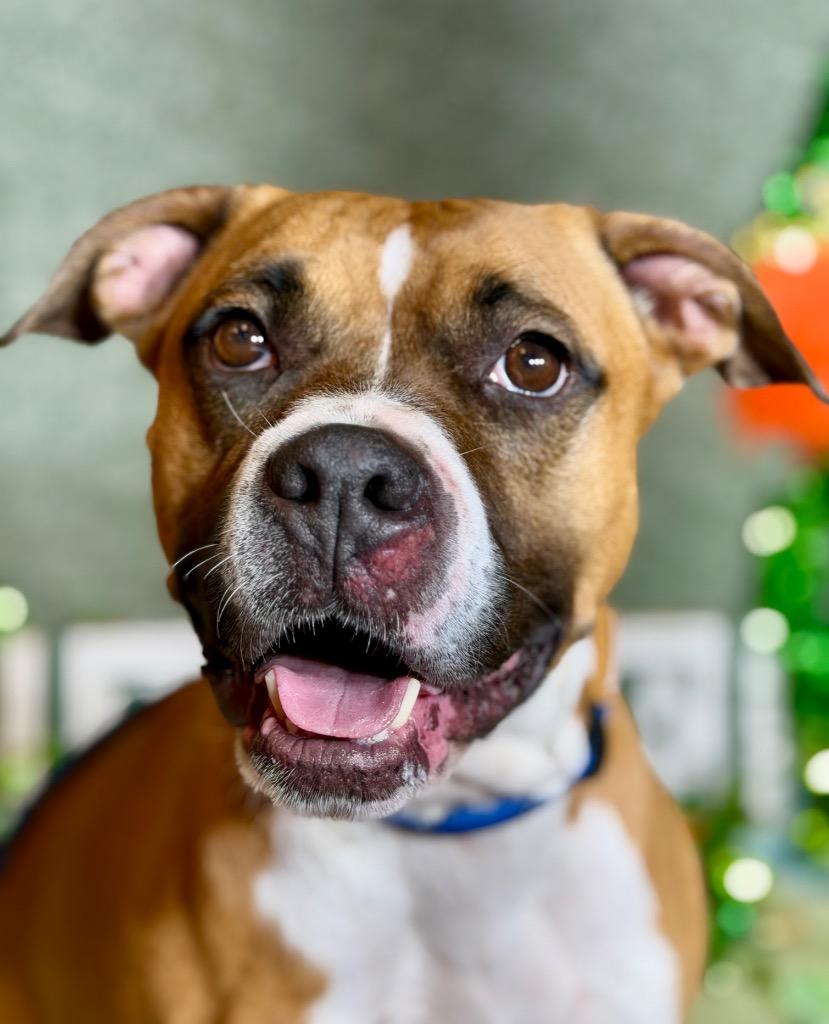 LAYLA, a Adoptable mixed breed in Wintersville, OH image 1/3