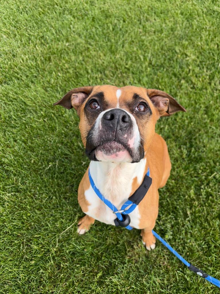 Enlarge LAYLA, a Adoptable mixed breed in Wintersville, OH image 3/6