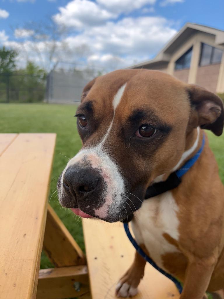 LAYLA, a Adoptable mixed breed in Wintersville, OH image 3/6