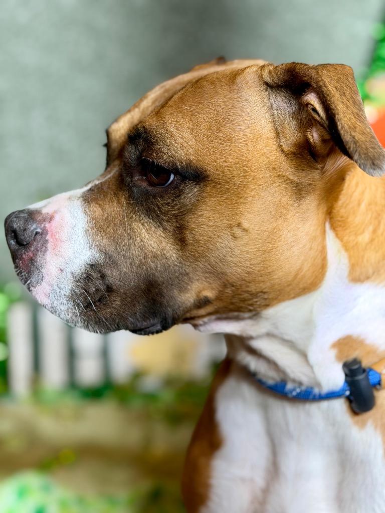 LAYLA, a Adoptable mixed breed in Wintersville, OH image 3/3