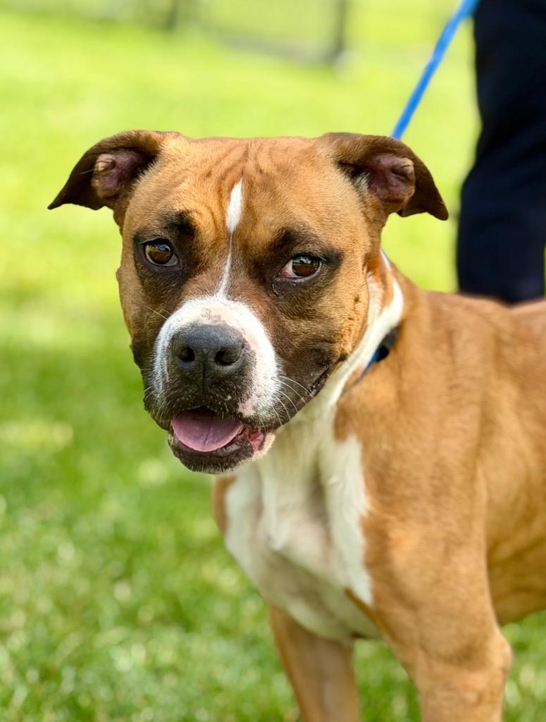 LAYLA, a Adoptable mixed breed in Wintersville, OH image 4/6