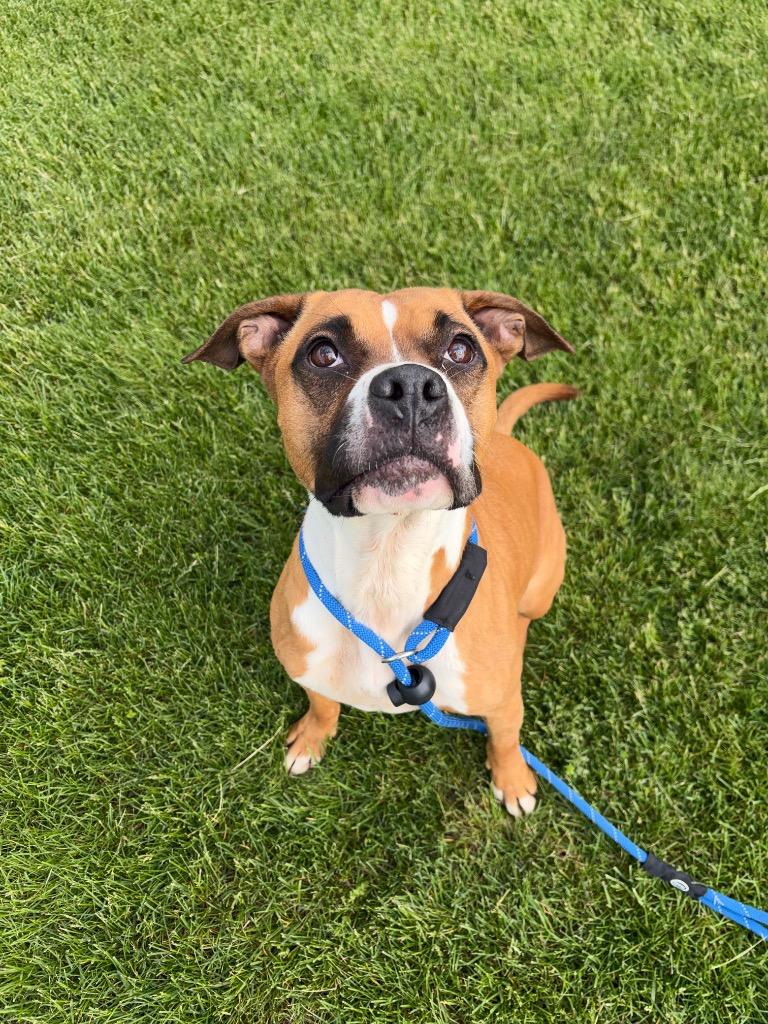 LAYLA, a Adoptable mixed breed in Wintersville, OH image 5/6