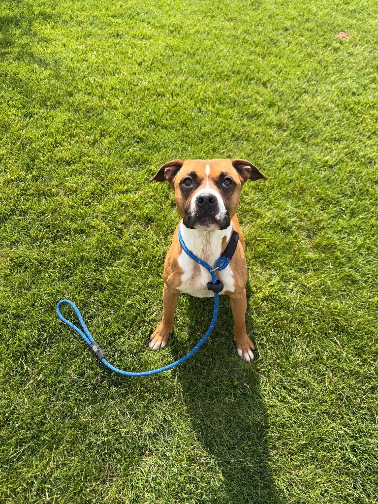 LAYLA, a Adoptable mixed breed in Wintersville, OH image 6/6